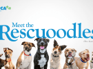 RSPCA NSW unveils ‘Rescuoodles’ via M&C Saatchi