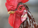 The chicken crossed the road to live in a bun