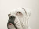 Carat wins RSPCA Victoria