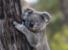WWF-Australia appoints whiteGREY as lead creative agency