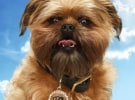 Dog of the Month: Seven's star pooch Russell the Brussell