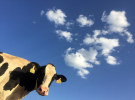Complaint about Coles TV commercial on carbon neutral beef