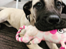 Dog of the Month: Wavemaker Brisbane wellbeing pawfficer Savanna