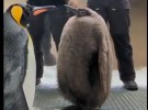 ‘Chonky’ baby penguin Pesto tops the list for October’s fastest growing Aussie creators