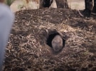 WWF-Australia asks Aussies to bring their nature to restore wildlife habitats