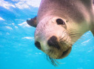 Tourism Australia targets international travellers in new video clips