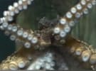 Sony tasked an Octopus to take photos in its latest ad stunt 