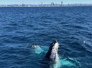 PHOTOS - Engine Group goes whale watching
