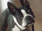Subaru dials up emotional advertising with talking dogs 