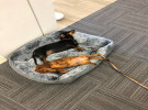 The WFH Diaries - Tara Phelps at Bastion EBA