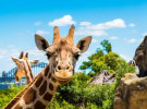 News Bulletin: Fairfax partners Taronga Zoo; Publicis model roll out; Havas scores boxing