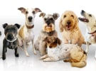 10 Upfronts - The lure of the puppy in the Dog House 
