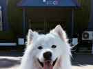 Social Soup wins PETstock and Bellamy’s Organic