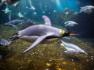Tug wins digital marketing for SEA LIFE Sydney Aquarium
