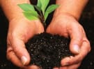 ACCC greenwashing crackdown