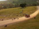 Toyota pinged for ad with dogs in the back of a Hilux 