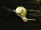 Pitch Paralysis: Why processes are slowing and taking longer