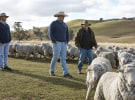 The Woolmark Company's Australian Merino innovation