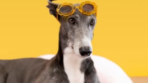Instagram flaunts greyhounds on Stories to encourage adoption