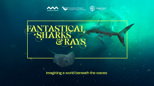 Australian Marine Conservation Society's ‘Fantastical Sharks & Rays’ exhibition via Innocean