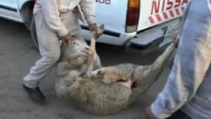 Ban Live Export