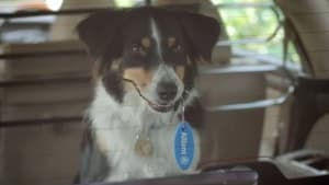 Sawyer The Dog
