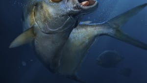 Fish, Be Afraid