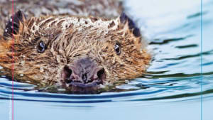 Cleaner Beaver, More Wood
