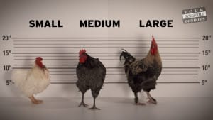 Four Seasons Condoms talks cocks - roosters, that is