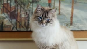 Nikolai
