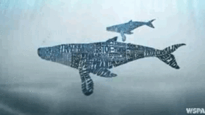 Give whales a voice