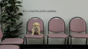 Guide Dogs
