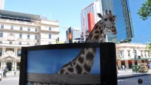 Hangover Giraffes