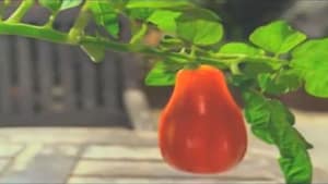 The big tomato taste
