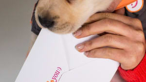 HelloYou:) Puppy Posties 