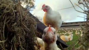 Ain't Nobody Here But Us Chickens