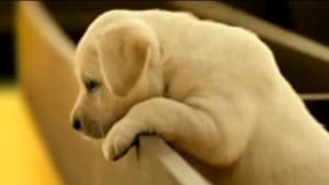 We're for puppy dogs