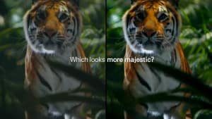 Comparison
