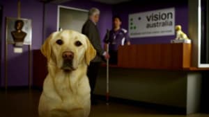 Seeing eye dogs