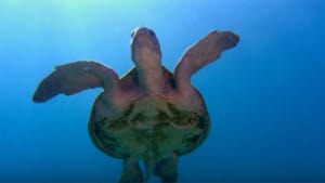 WFF shows beauty of Great Barrier Reef ahead of the election