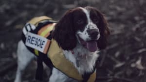 Campaign urges people to respect a guide dogs' job
