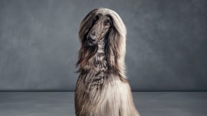 Mars Petcare’s OPTIMUM launches Lucky You Do via Clemenger BBDO Melbourne