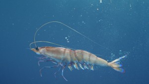 Communicado connects consumers with wild prawns