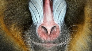 Baboon