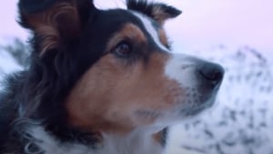 Black Hawk celebrates LandSAR search dog heroes via The Works