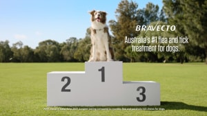 Bravecto launches Chew for Dogs via Zenith 