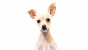 Video: UberPuppies are here 
