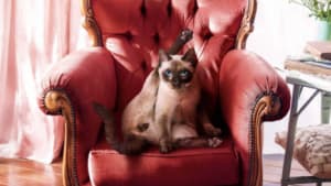RSPCA urges pet owners to desexify their pets