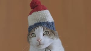 Everyone loves cats, especially in tiny hats