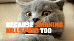 Stop smoking, prevent Catmageddon